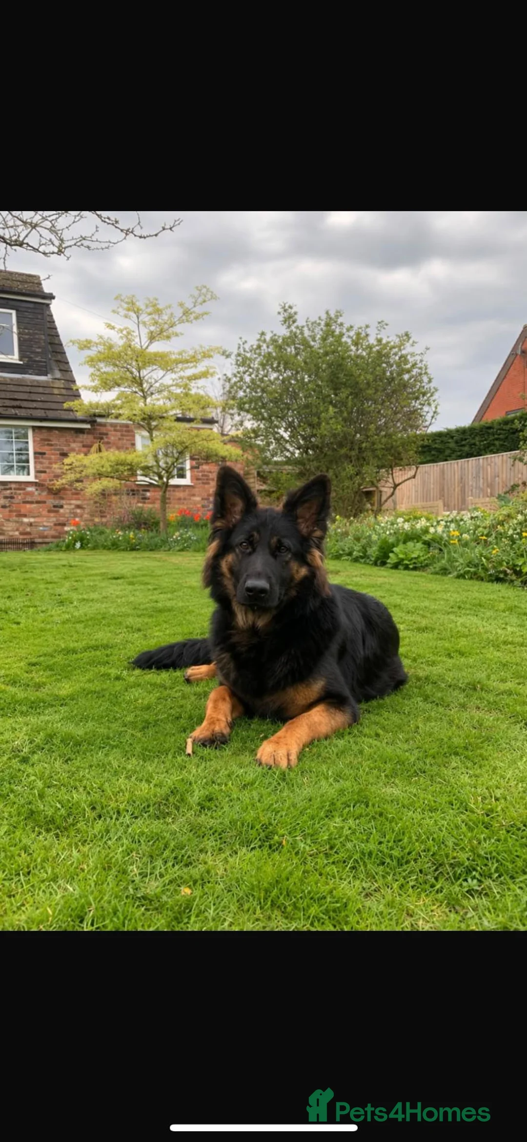 German Shepherd dogs for sale: Litter of Dual Purpose German Shepherd Dog Puppies - Advert 2