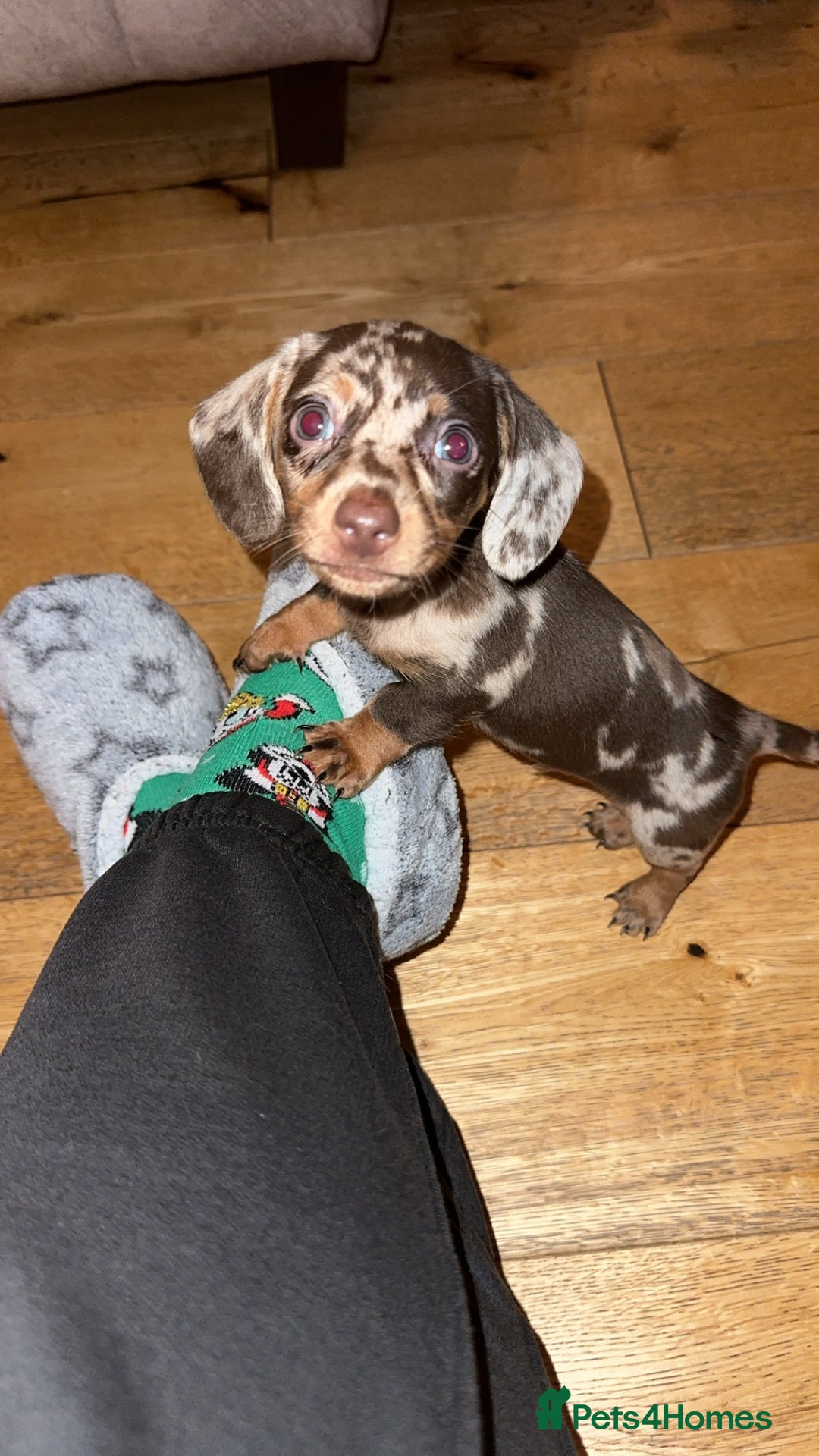 Miniature Dachshund dogs for sale: Miniature Dachshund Puppies - Image 26