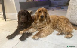 Cocker Spaniel dogs for sale: SHOW COCKER SPANIELS FOR REHOMING - Image 3
