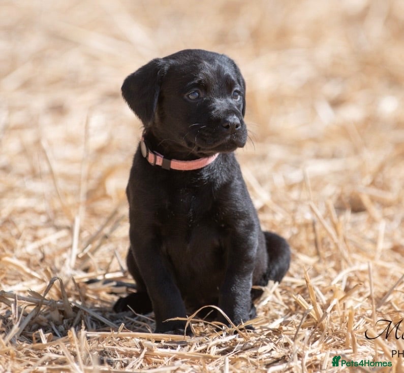 Labrador Retriever dogs Beautiful Working Lab pups - Advert 1