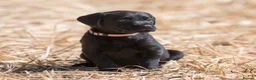 Labrador Retriever dogs for sale: LAST REMAINING BITCH beautiful Working Lab pups - Advert 1