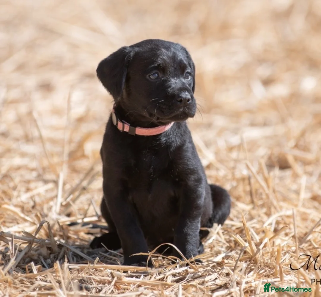 Labrador Retriever dogs for sale: LAST REMAINING BITCH beautiful Working Lab pups - Advert 1