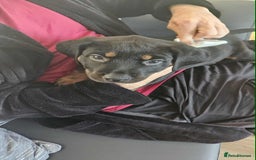 Mixed Breed dogs for sale: Rottweiler x American Staffy Puppies - Image 11