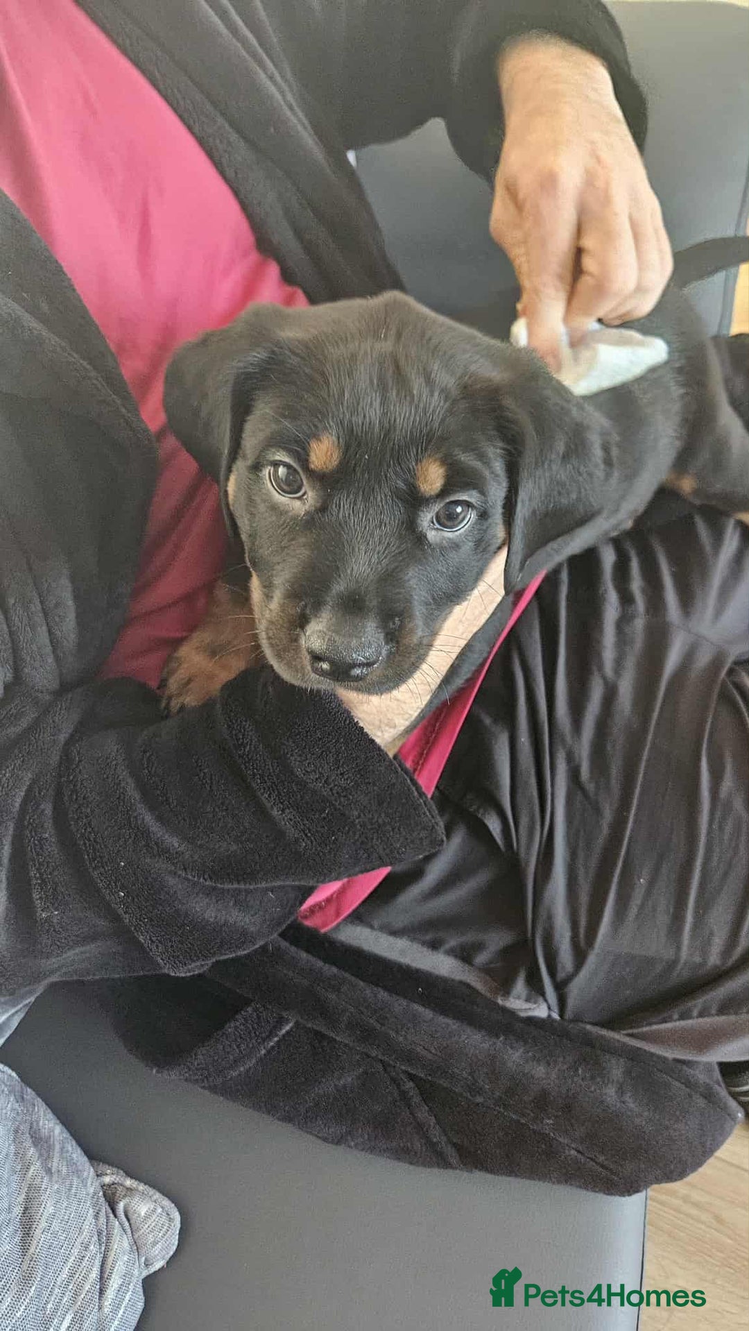 Mixed Breed dogs for sale: Rottweiler x American Staffy Puppies - Image 11