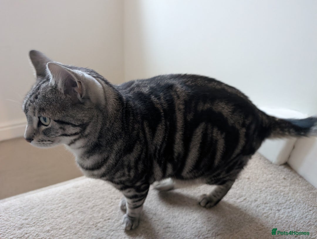 Mixed Breed cats for sale: Silver Black Tabby - Advert 4
