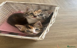 Mixed Breed cats for sale: Four mixed bread kittens  - Image 3