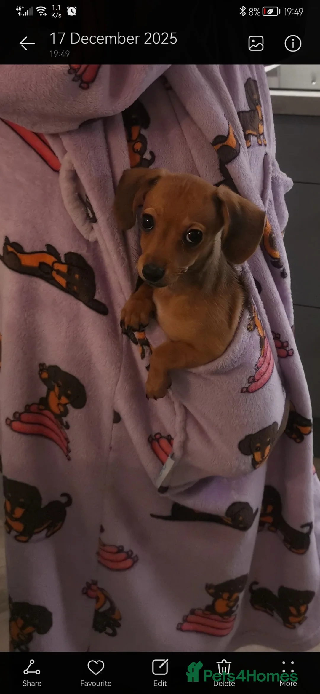 Chiweenie dogs for sale: Puppy for sale  - Advert 2