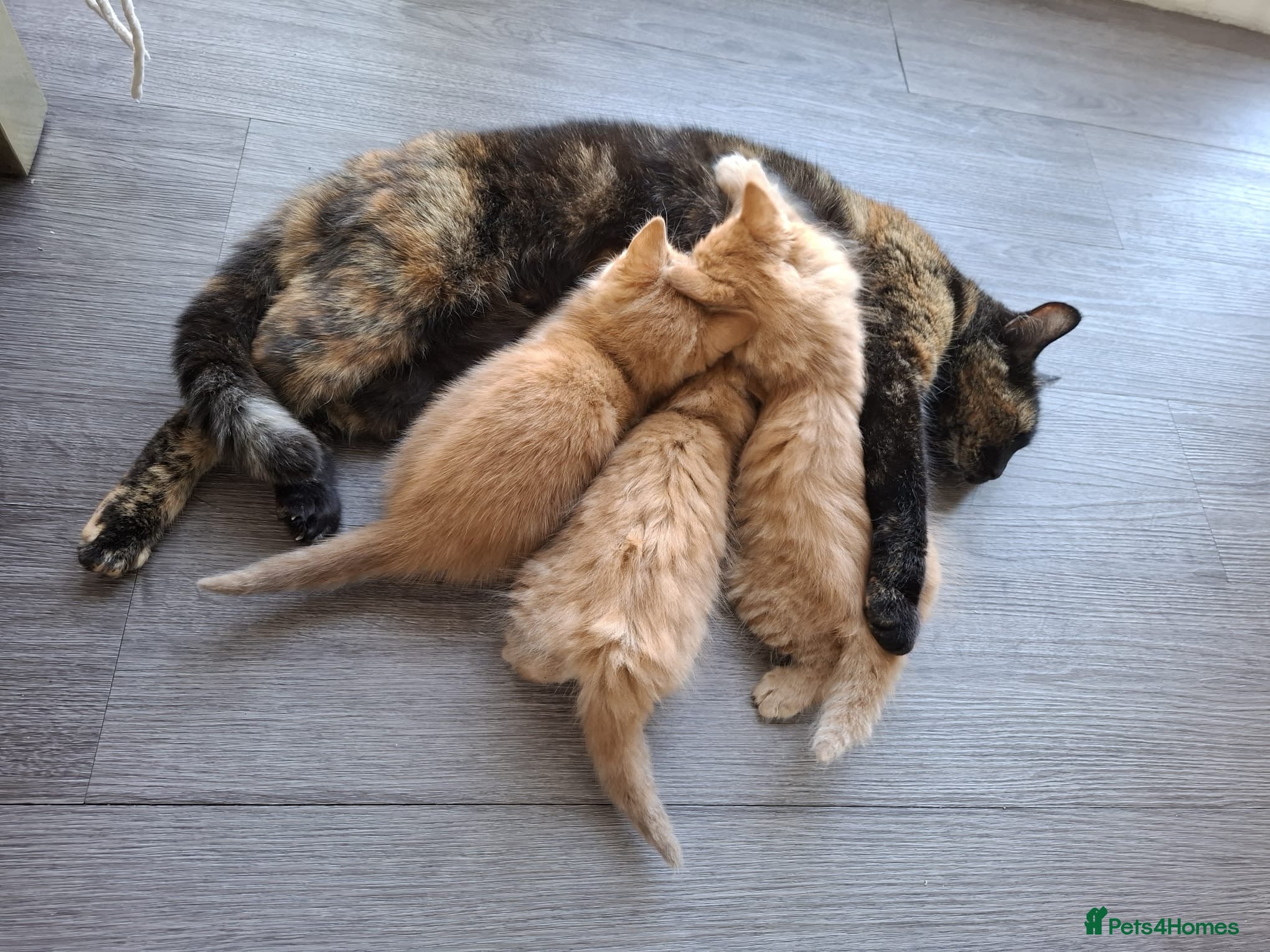 British Shorthair cats Ginger tabbies  - Advert 13