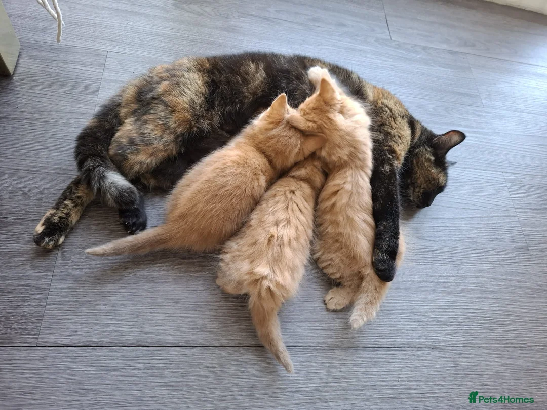 British Shorthair cats for sale: Ginger tabbies  - Advert 1
