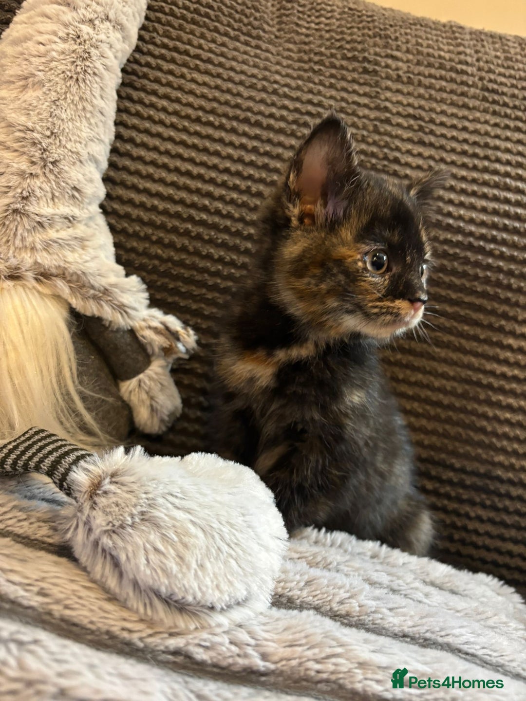 Mixed Breed cats for sale: 2 Beautiful Kittens for sale  - Advert 7