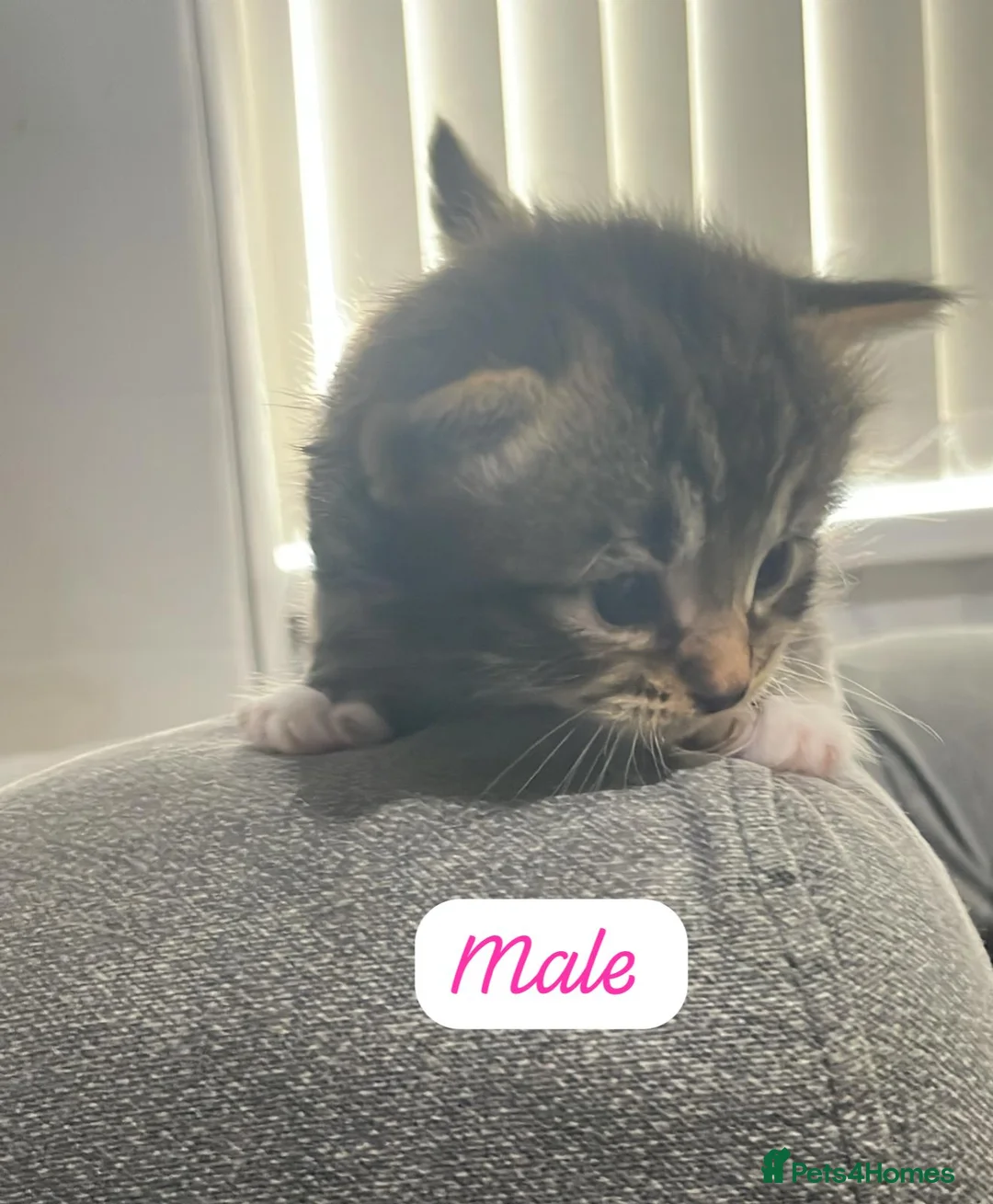 Mixed Breed cats for sale: Beautiful Black & White Cat with Yellow Eyes  - Advert 2