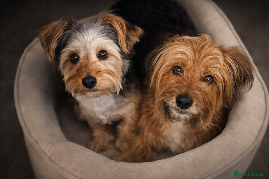 Yorkshire Terrier dogs for sale: Rare Yorkshire terrier pups ready now - Advert 2