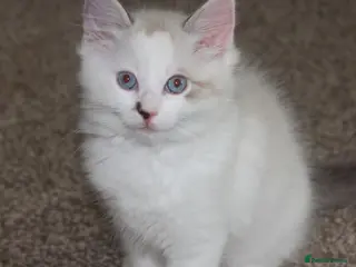 Ragdoll cats Pure bred Ragdoll kittens lynx bicolour - Advert 2