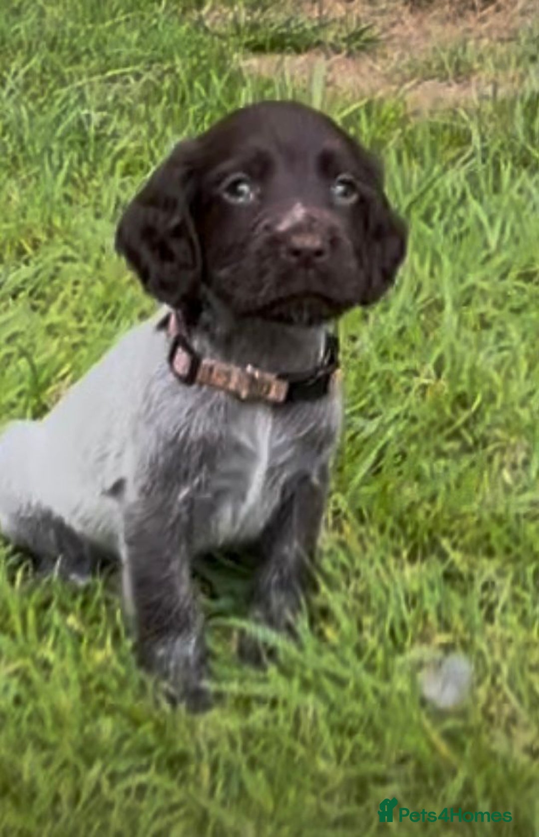 Cocker Spaniel dogs for sale: KC Reg Working Cocker spaniel puppies roan - Image 29