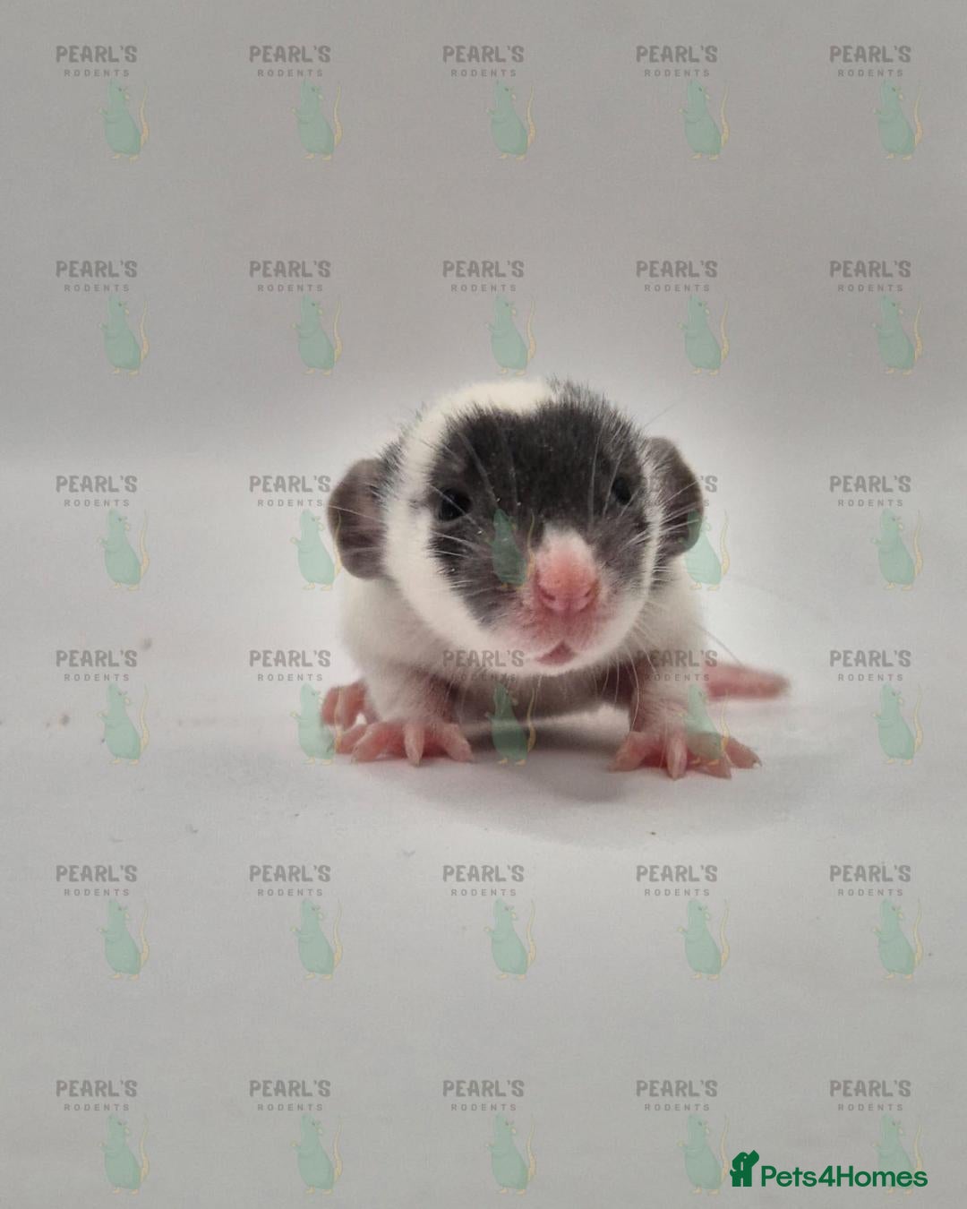 Rat rodents for sale: Our latest litter from Pearls Rodents - Image 7