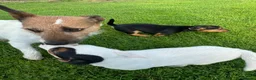 Jack Russell dogs for sale: jackrussell in Aberystwyth - Advert 18