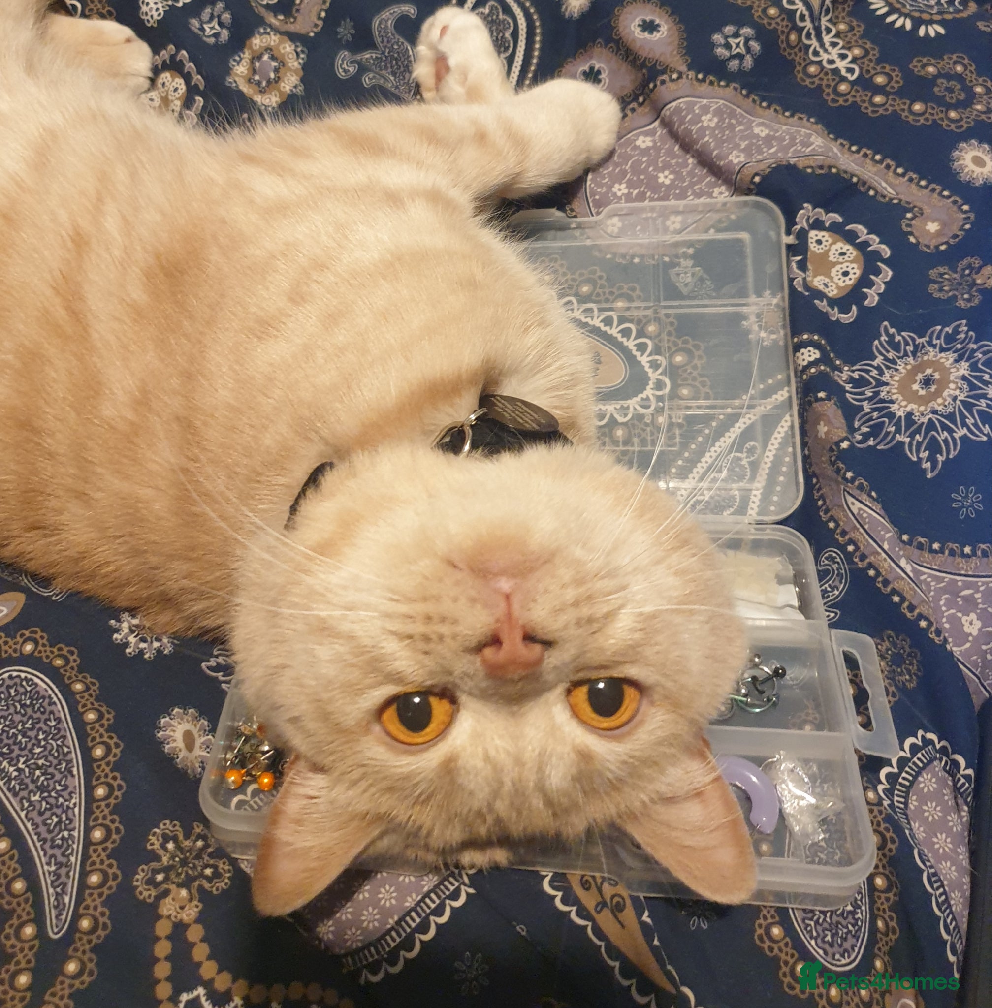 British Shorthair cats for sale: Adorable Cream British Shorthair Lad - Advert 6