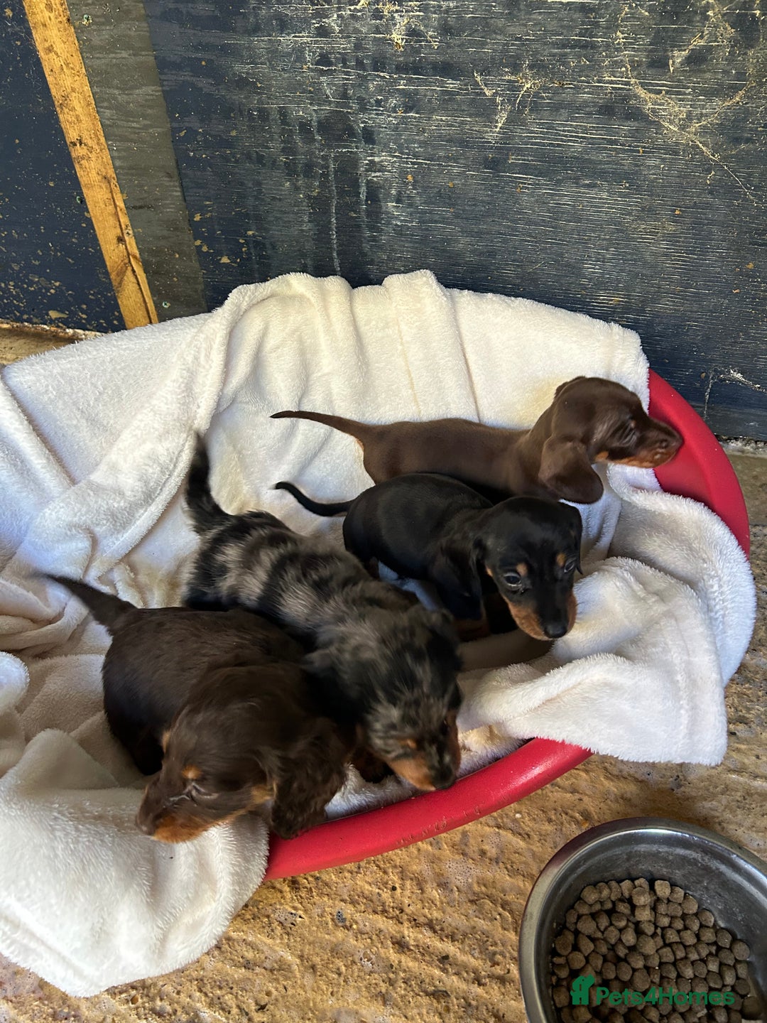Dachshund dogs for sale: Miniature dashhounds  - Image 8