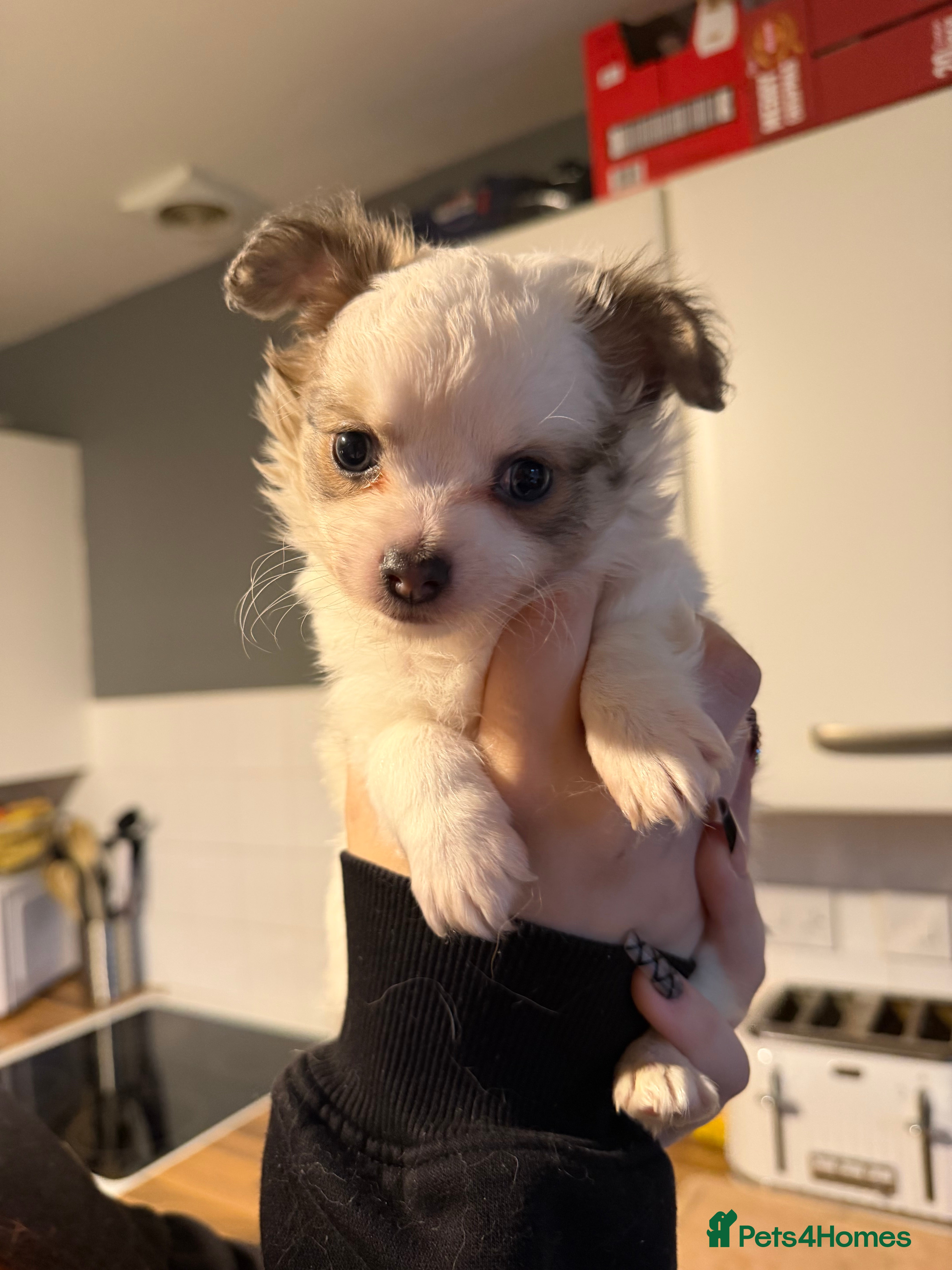 Pomchi dogs Pomchi puppies *ready now * - Advert 4