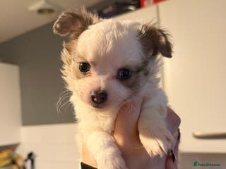 Pomchi dogs Pomchi puppies *ready now * - Advert 4