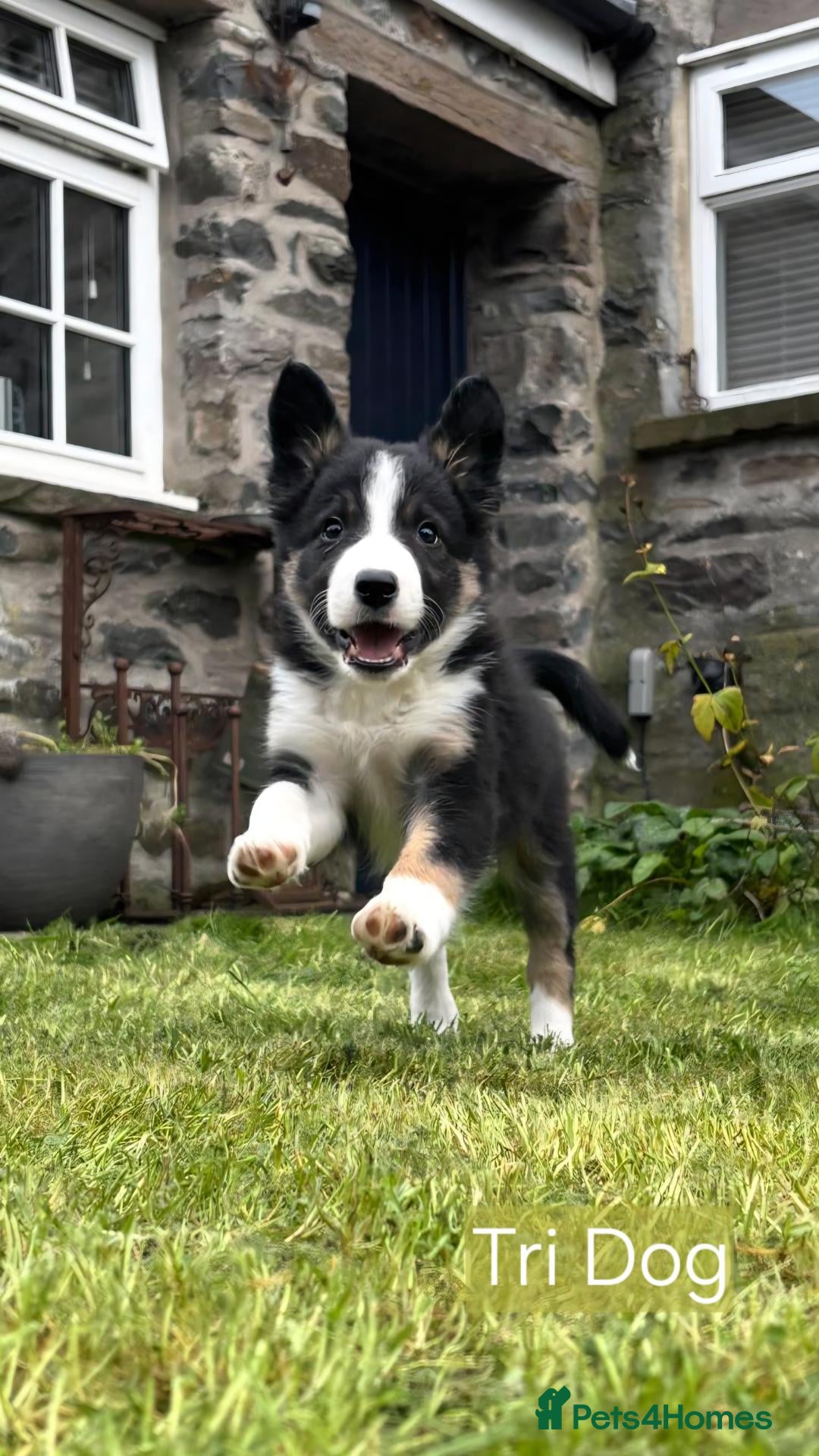 Border Collie dogs 🐾 🐾 ISDS Registered Border Collie Pups 🐾 🐾  - Advert 1