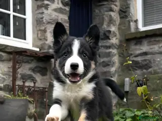 Border Collie dogs 🐾 🐾 ISDS Registered Border Collie Pups 🐾 🐾 - Advert 1