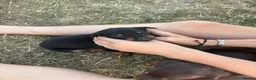 Australian Kelpie dogs for sale: Australian kelpies   - Advert 4