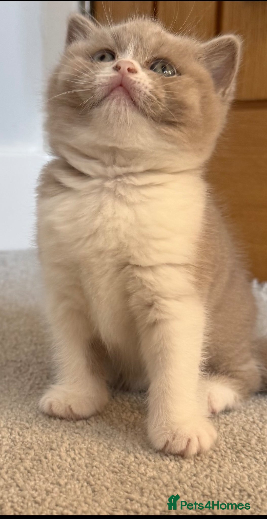 British Shorthair cats Stunning GCCF Registered British shorthair kittens - Advert 8