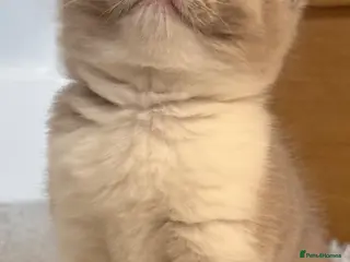 British Shorthair cats 💕Fawn Bi colour GCCF Registered Female💕 - Advert 3