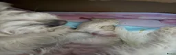 Bichon Frise dogs for sale: Bichon Puppies  - Advert 9
