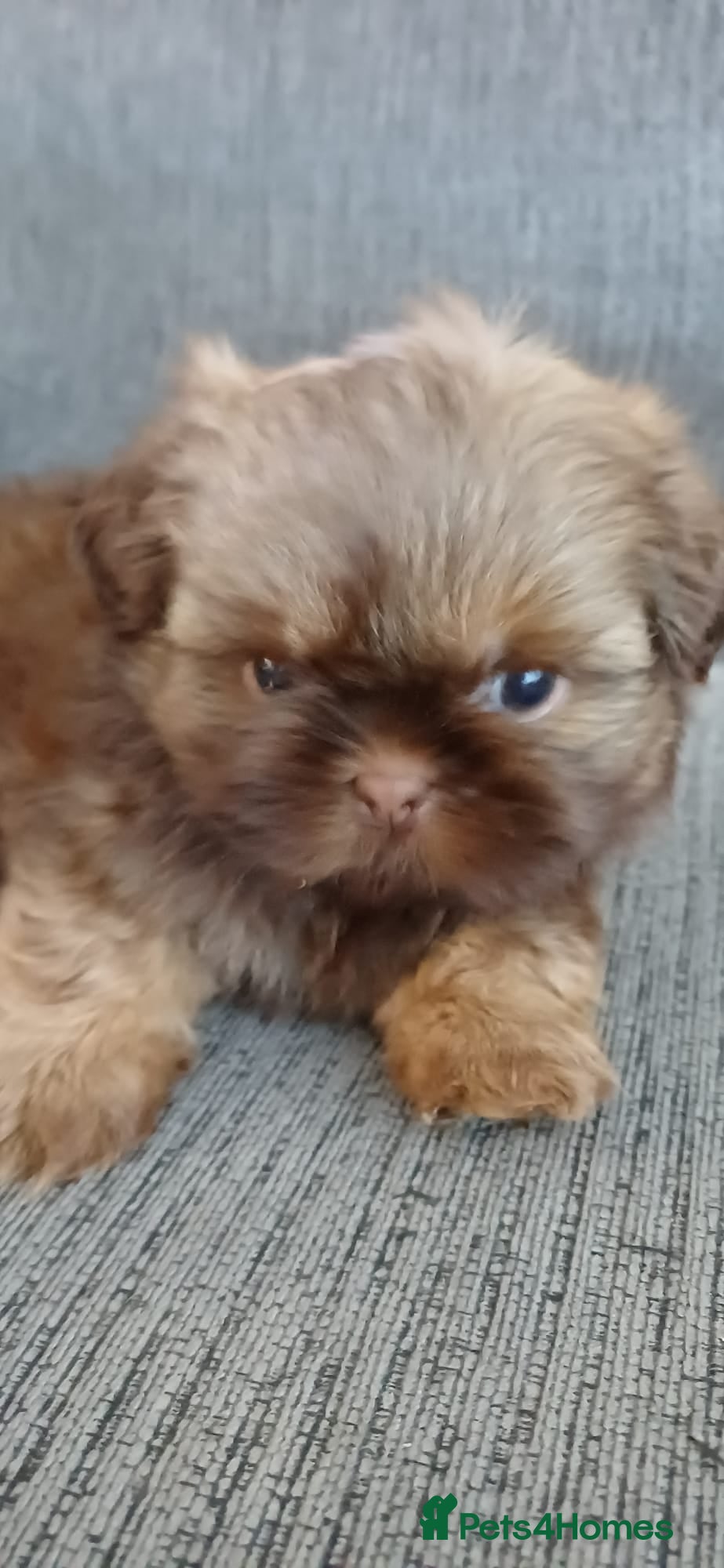 Shih Tzu dogs Beautiful KC Registered Full Imperial Shih Tzu  - Advert 1