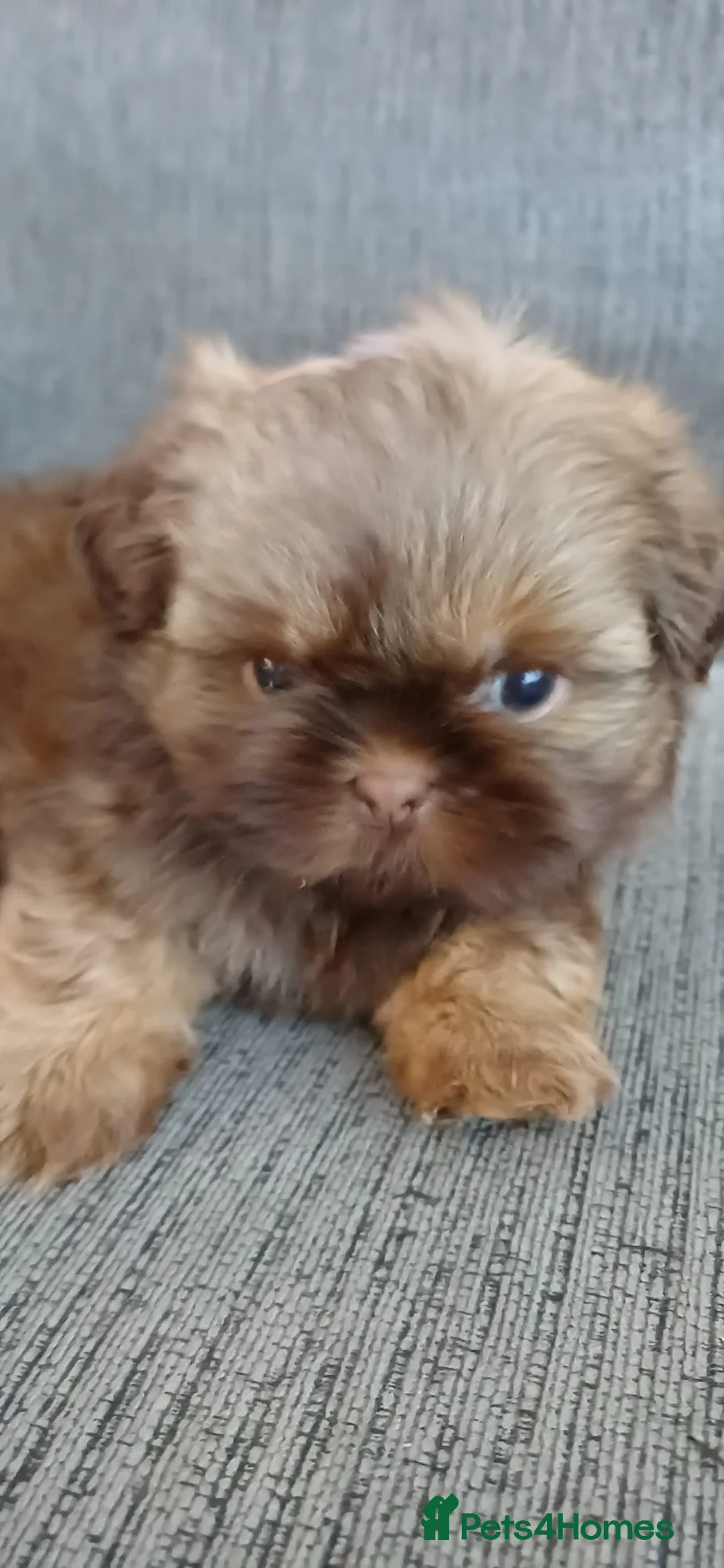 Shih Tzu dogs for sale: Beautiful KC Registered Full Imperial Shih Tzu  - Advert 1