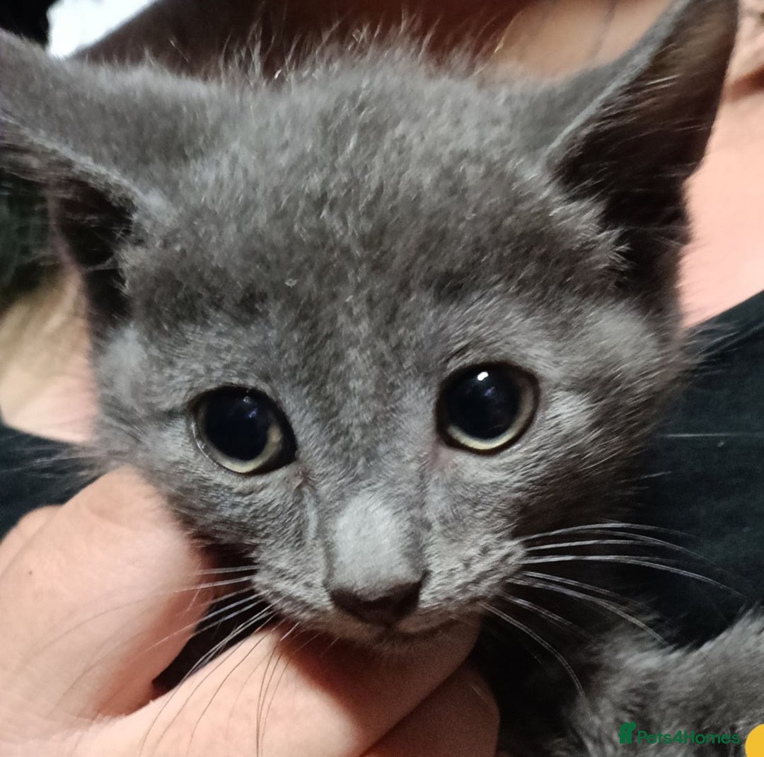 Russian Blue cats for sale: Absolute loving Russian-blue_kittens up for newhom - Advert 2