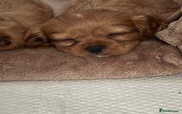 Cavalier King Charles Spaniel dogs for sale: 1 BOY LEFT**** Cavalier King Charles puppies - Image 5