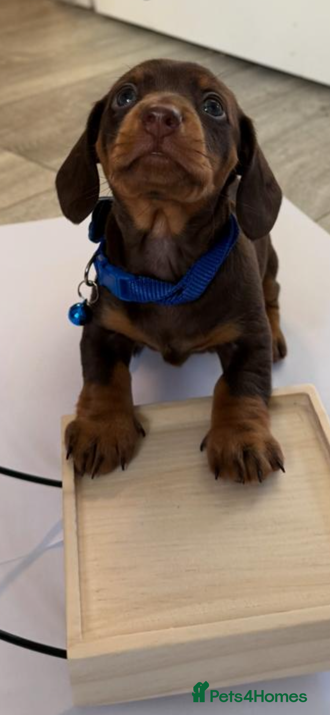 Miniature Dachshund dogs for sale: KC reg miniature dachshund puppies 4 girls 4 boys - Advert 16