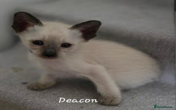 Siamese cats for sale: 8 super soft purebred GCCF reg Siamese - Image 12