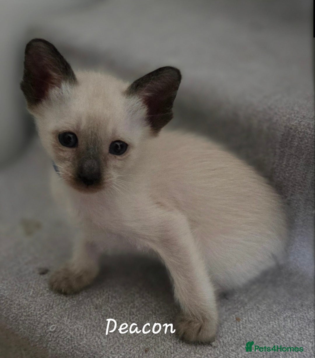 Siamese cats for sale: 8 super soft purebred GCCF reg Siamese - Image 12
