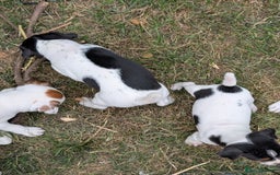 Jack Russell dogs for sale: Jack Russell puppys - Image 7