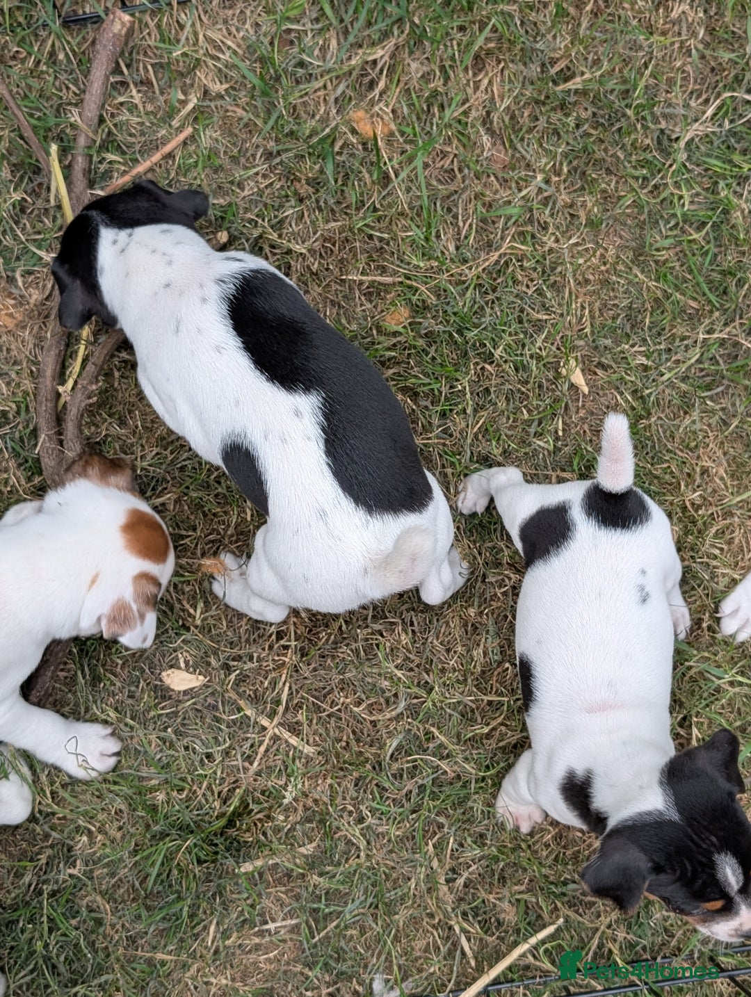 Jack Russell dogs for sale: Jack Russell puppys - Image 7