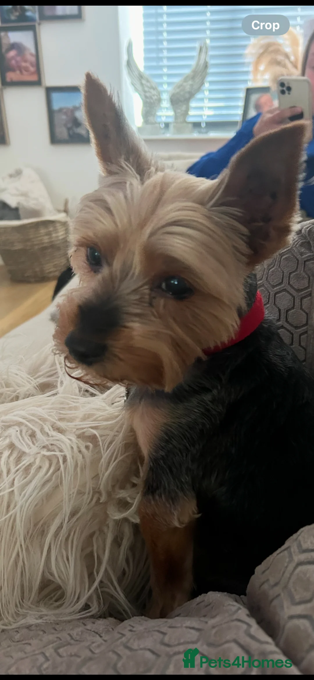Yorkshire Terrier dogs for sale: Yorkshire Terrier for Rehoming Toby (12 years old) - Advert 2