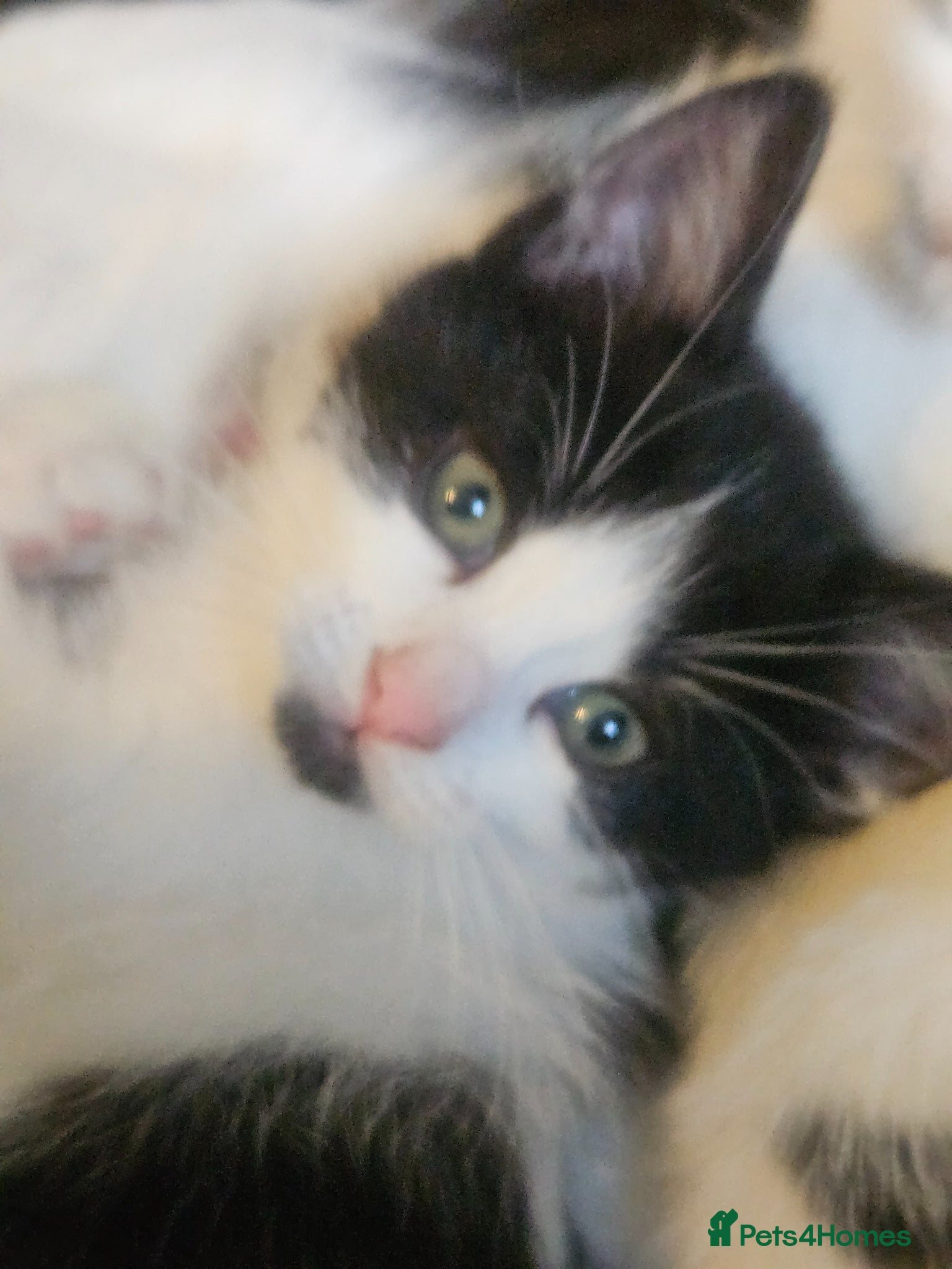 Mixed Breed cats 2 fluffy black an white kittens remaining  - Advert 12