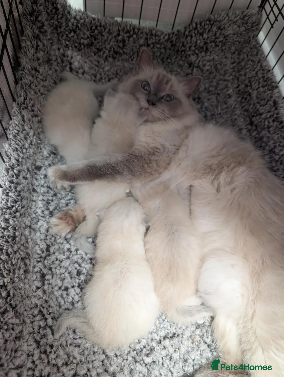 Ragdoll cats for sale: ✨🐾 STUNNING BLUE POINT RAGDOLL KITTENS – £600 🐾✨ - Advert 10
