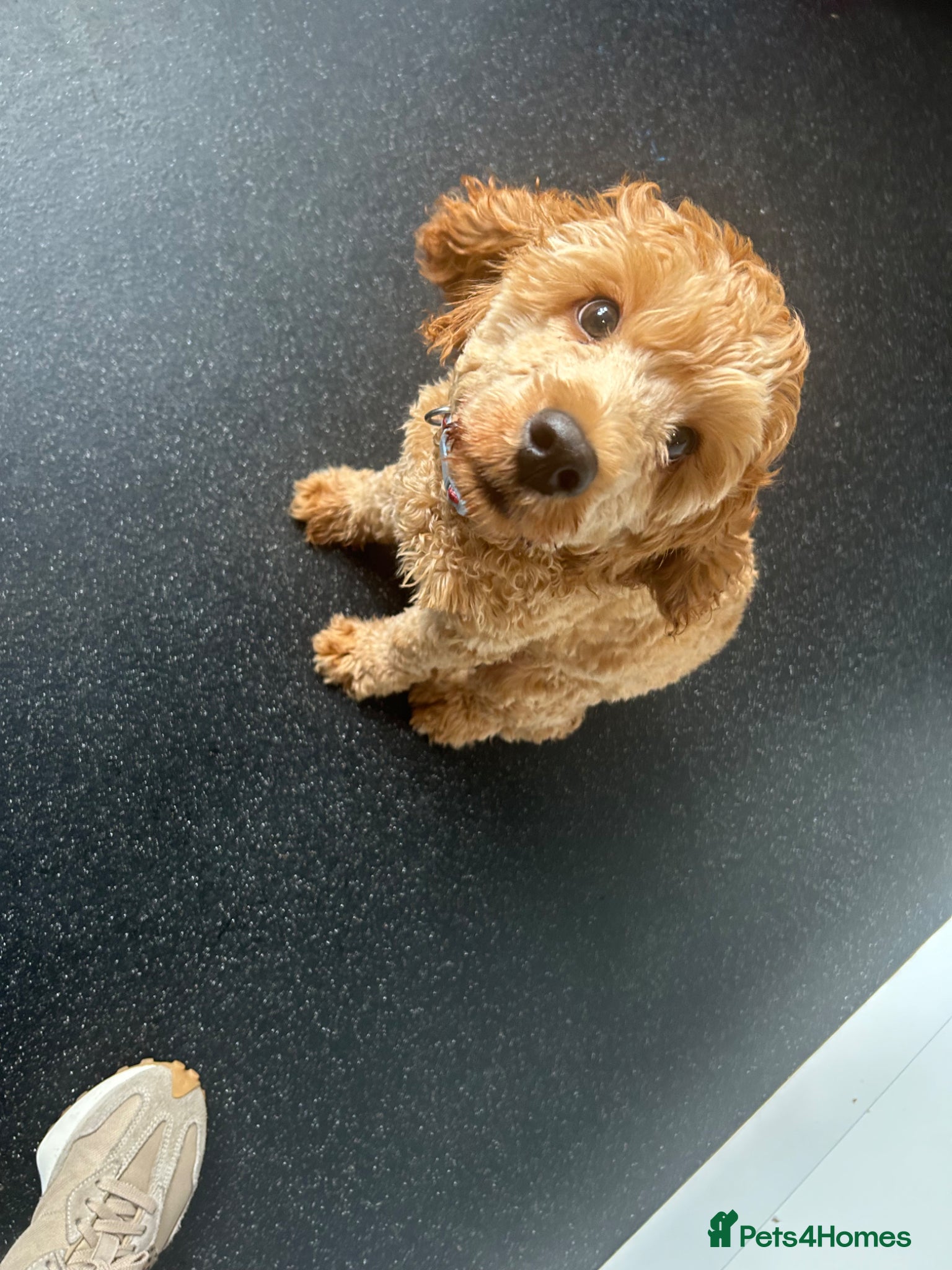 Cockapoo dogs Cockapoo F1 - Advert 1
