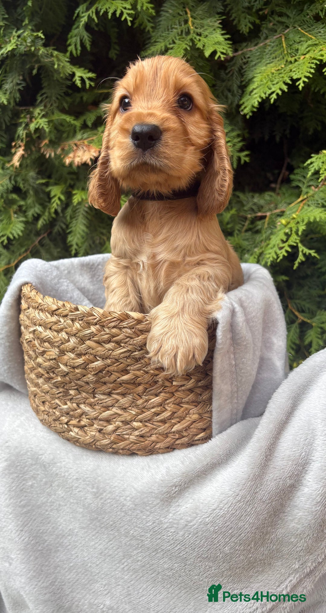 Cocker Spaniel dogs for sale: GORGEOUS SHOW TYPE SABLES COCKER SPANIAL PUPPIES - Image 14