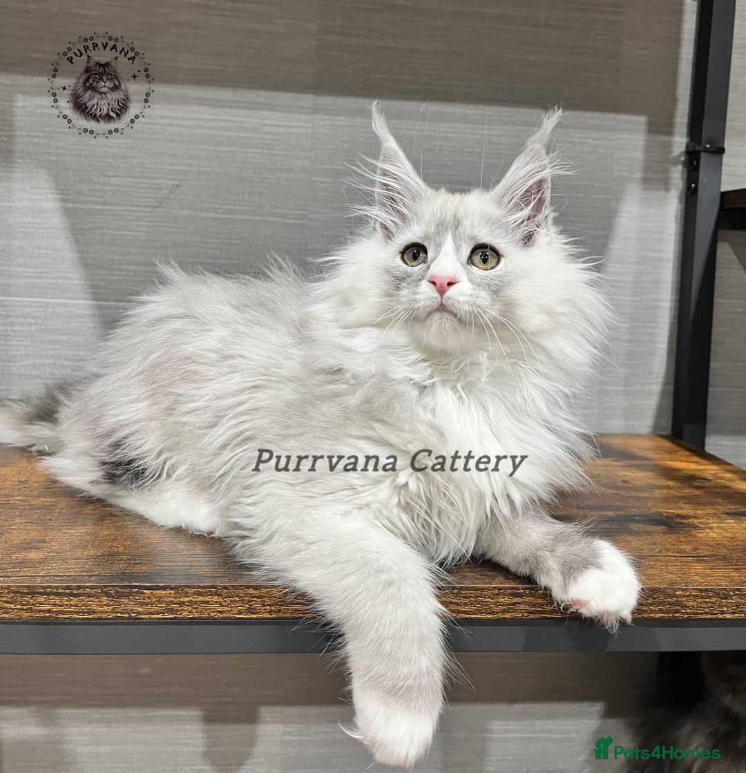 Maine Coon cats for sale: TICA registration Stunning Maine coon kittens - Advert 4