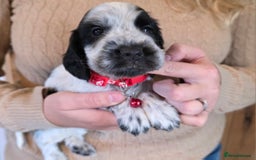 Cocker Spaniel dogs for sale: Show Type Cocker Spaniel Puppies  - Image 8
