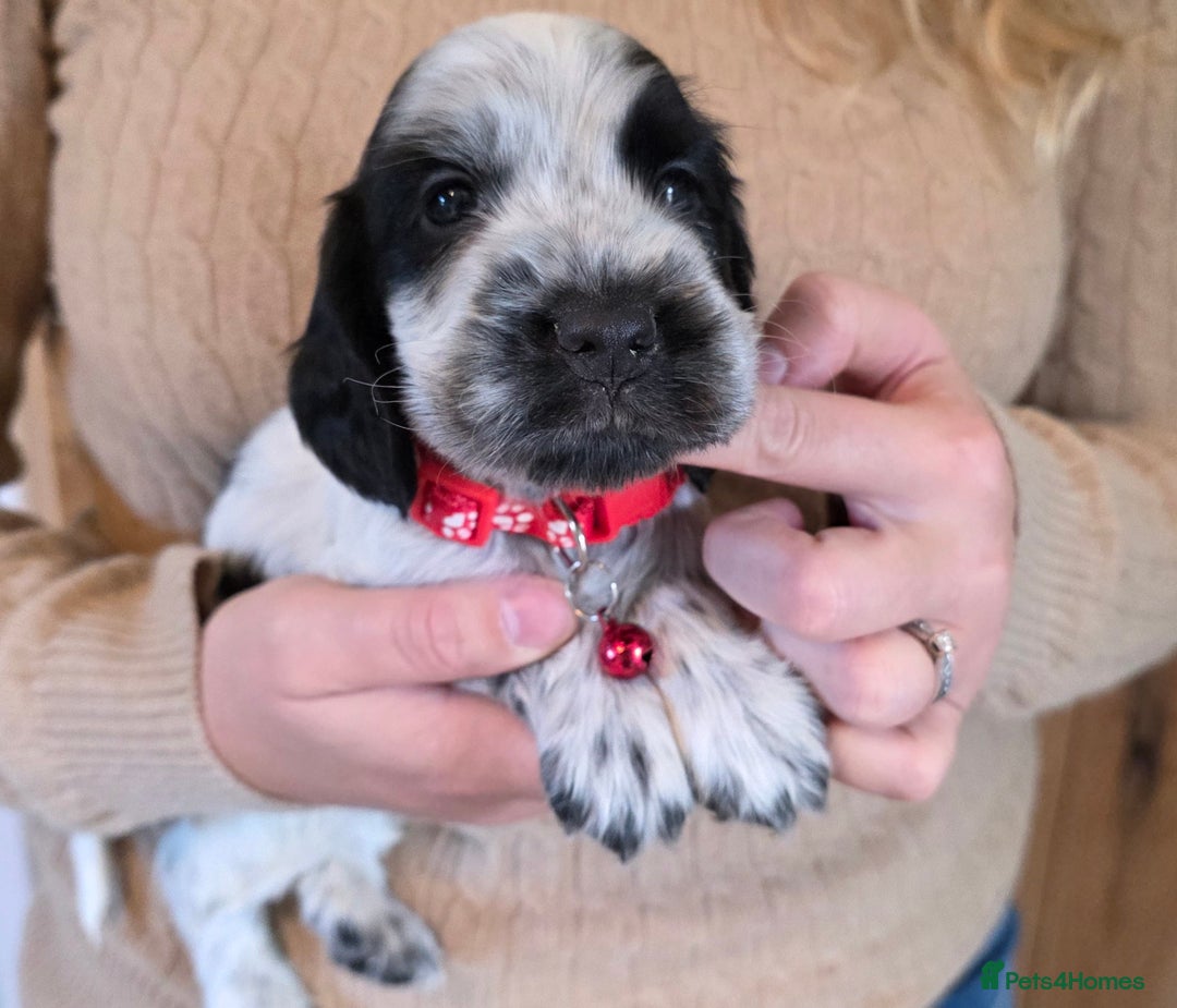 Cocker Spaniel dogs for sale: Show Type Cocker Spaniel Puppies  - Image 8