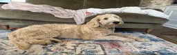 Double Doodle dogs for sale: Honey the Bernedoodle  - Advert 8