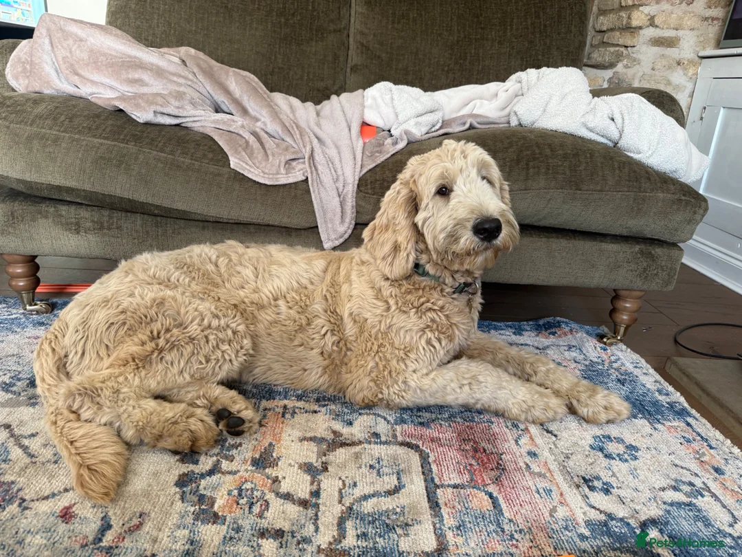 Double Doodle dogs for sale: Honey the Bernedoodle  - Advert 8