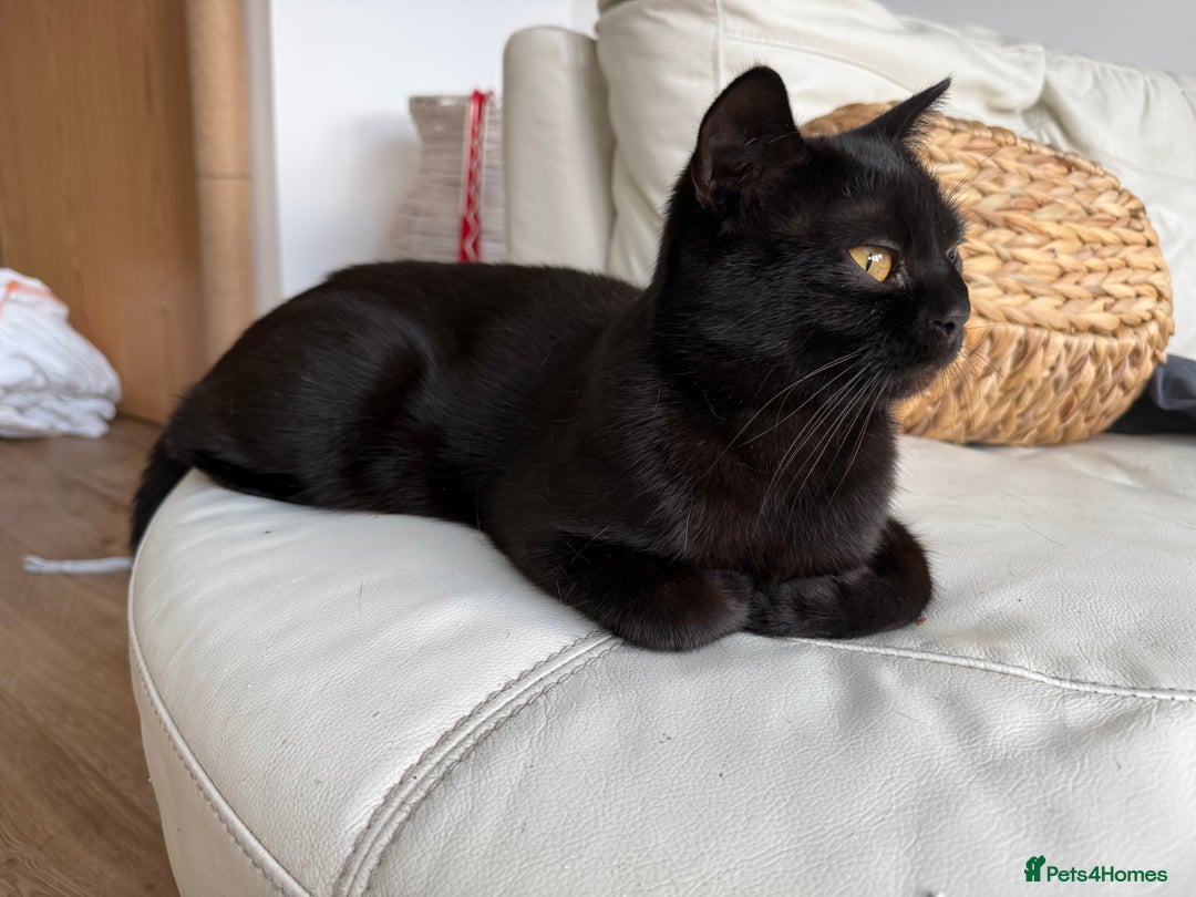 British Shorthair cats for sale: Full BSH kittens ready to leave now, 14 weeks old - Image 14